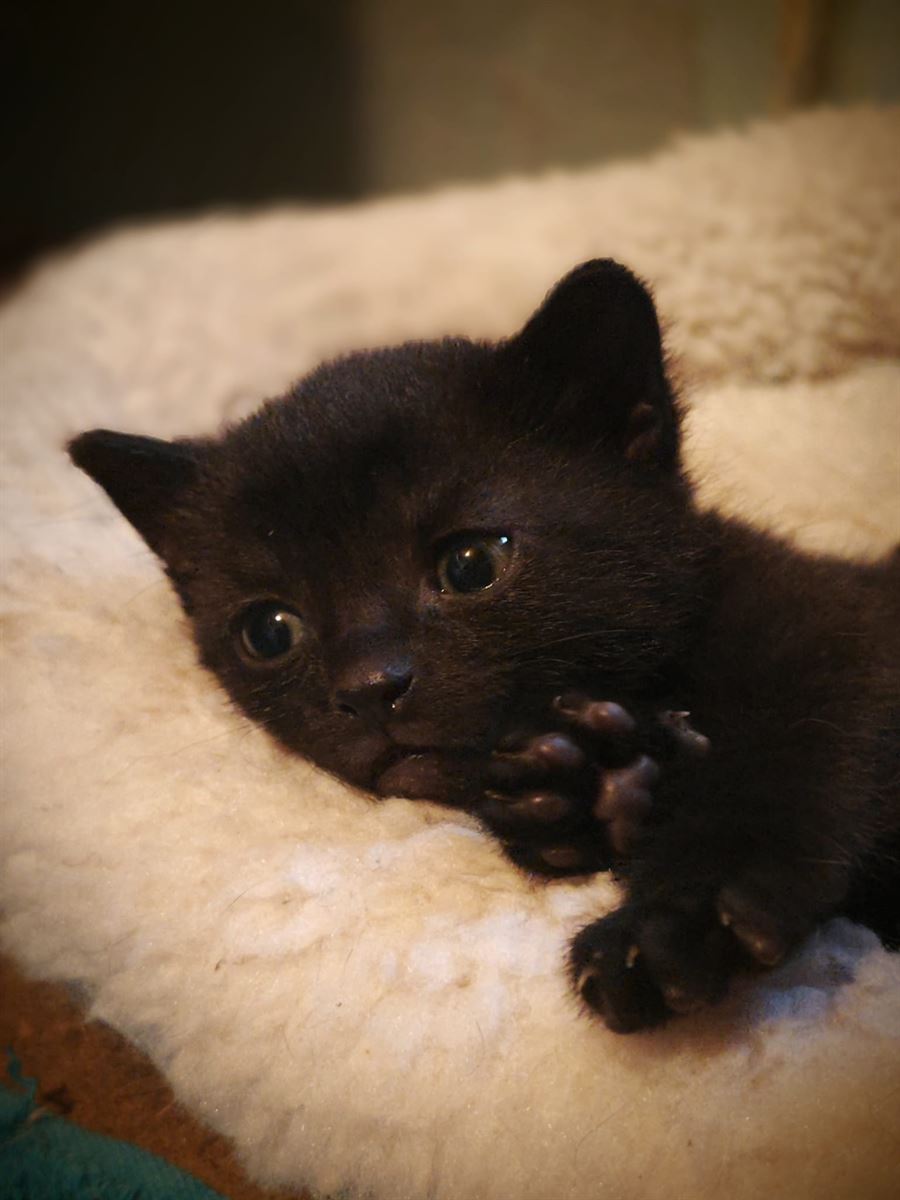 Barty as a tiny black kitten, curled up on a fluffy white blanket